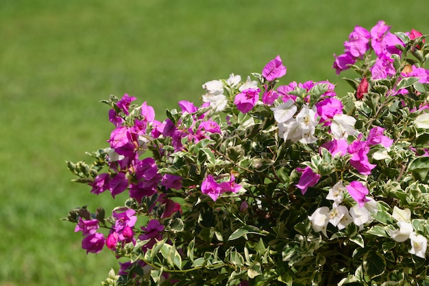 Flowering shrub fplant