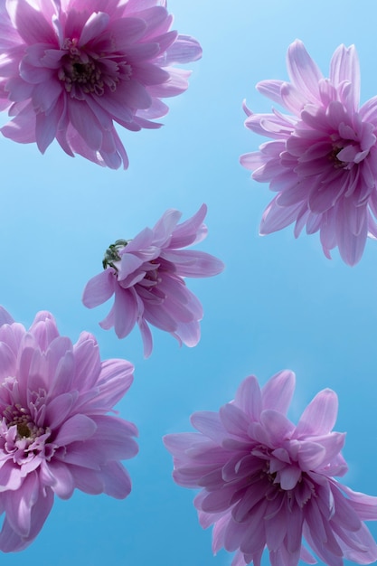 Flowers against the sky