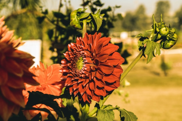 Flowers in autumn