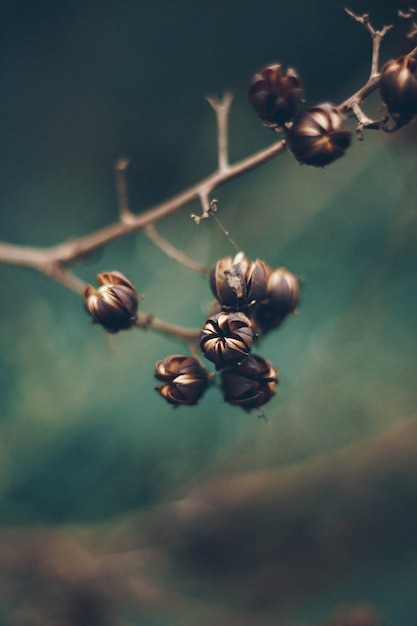 Free photo flowers blooming on a branch