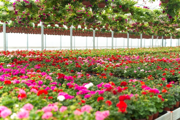 Flowers blossoming in plant greenhouse