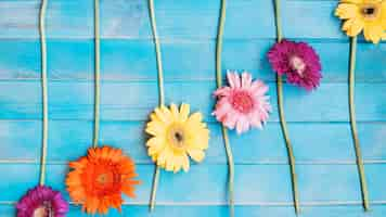 Free photo flowers and branches in row