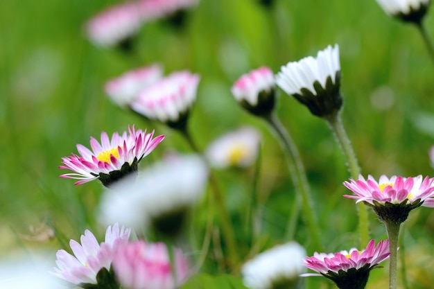 Free photo flowers close up