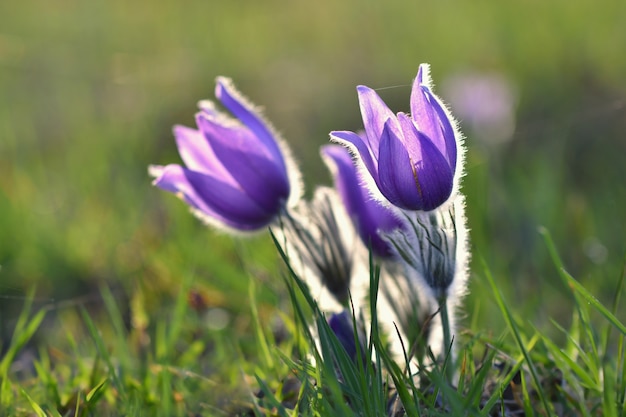 Flowers close up