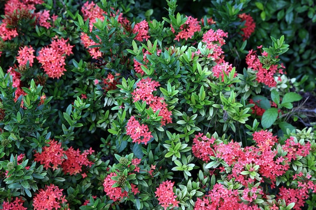 Flowers in a garden