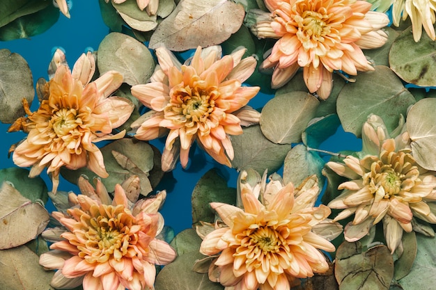 Free Photo flowers and leaves in water