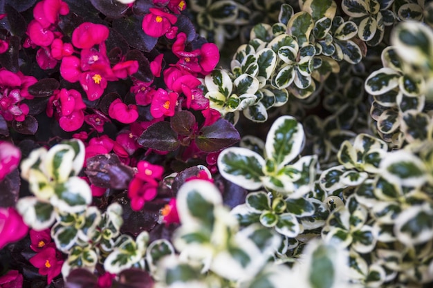 Free photo flowers near green and white plants