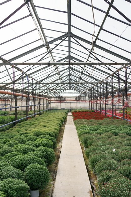 Flowers production and cultivation. Many chrysanthemum flowers in the greenhouse. Chrysanthemum plantation