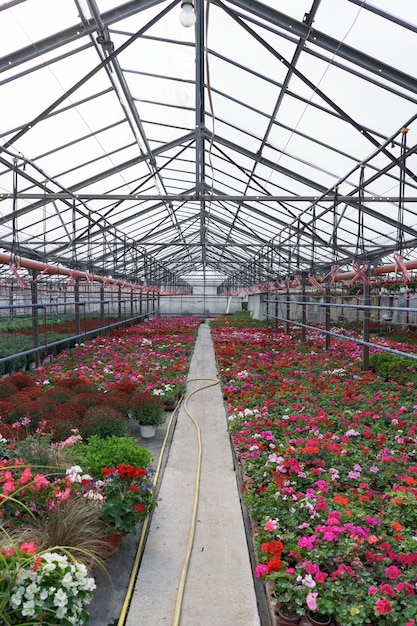 Free photo flowers production and cultivation. many geraniums and chrysanthemum flowers in the greenhouse.