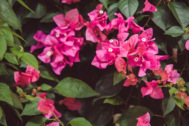 Free Photo flowers on the tree.