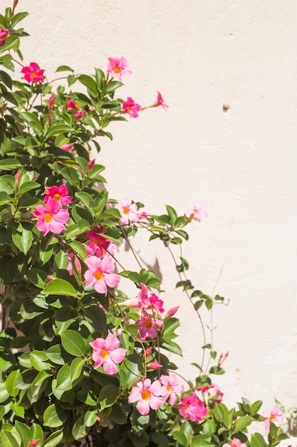 Free Photo flowers on white wall