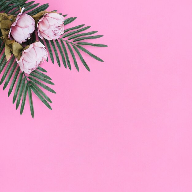 flowers with leaves palm on pink frame background