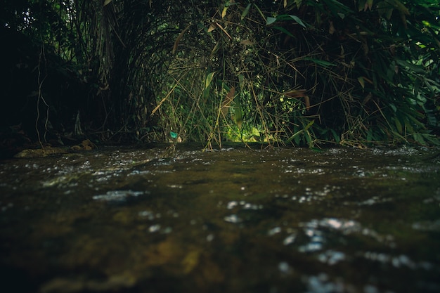 Free Photo flowing river with green plants