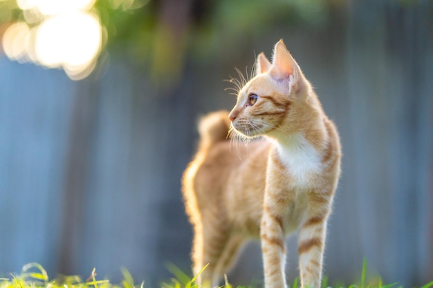 Free Photo fluffy adorable ginger cat on the grassy field