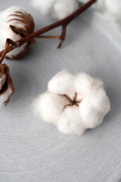 Fluffy cotton plant with buds