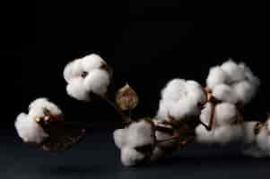 Free photo fluffy cotton plant with buds