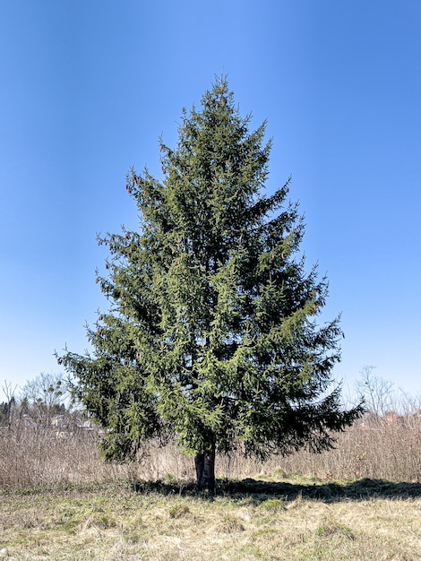 Fluffy live tree in an open area against the background of the sky.