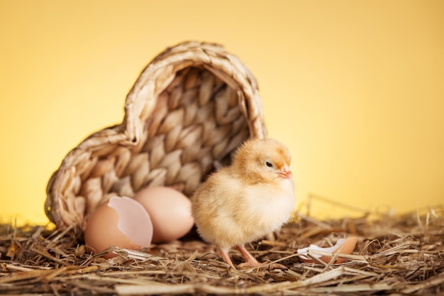 Fluffy small chicken in nest