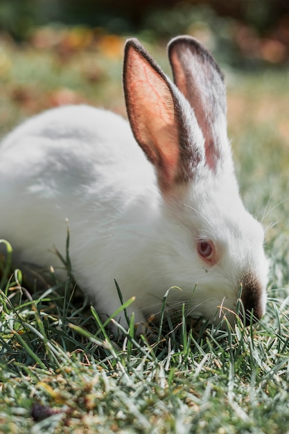 Free photo fluffy white rabbit hiding in the grass