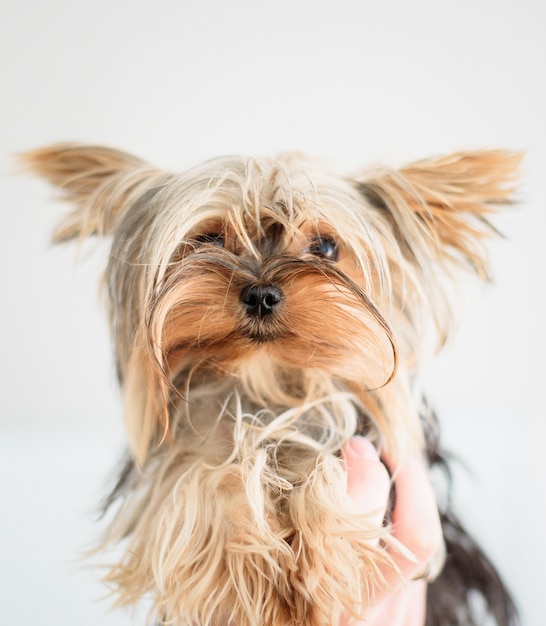 Fluffy Yorkshire Terrier held on white background