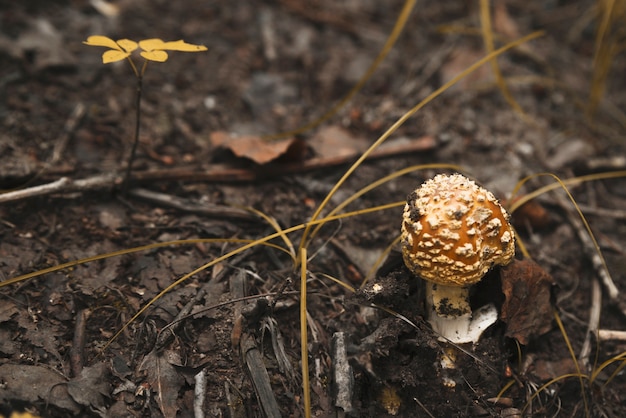 Free photo fly agaric with yellow cap in black ground