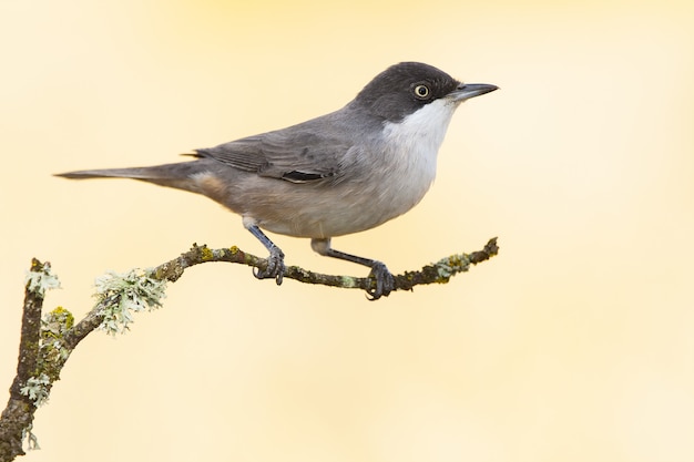 Free photo flycatcher bird perched on a branch with a blurred setting