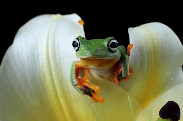 Flying frog closeup face on branch Javan tree frog closeup image rhacophorus reinwartii on green leaves