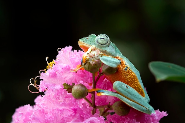 Flying frog closeup face on branch Javan tree frog closeup image rhacophorus reinwartii on green leaves