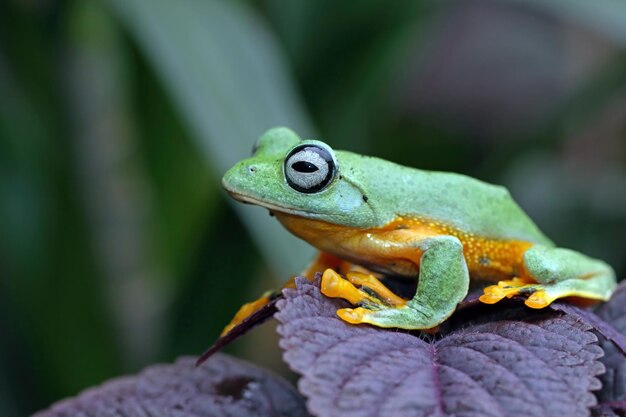 Flying frog closeup face on branch Javan tree frog closeup image rhacophorus reinwartii on green leaves