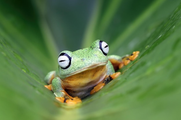 Free Photo flying frog closeup face on branch javan tree frog closeup image rhacophorus reinwartii on green leaves