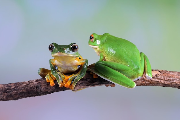 Flying frog closeup face on branch Javan tree frog closeup image rhacophorus reinwartii on green leaves