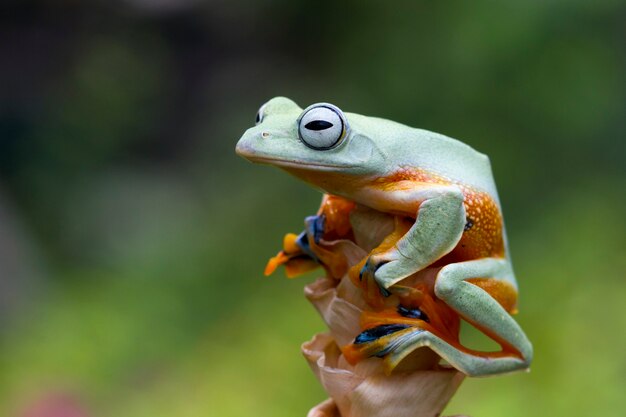 Flying frog closeup face on branch Javan tree frog closeup image rhacophorus reinwartii