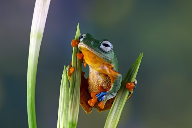 Flying frog closeup face on branch Javan tree frog closeup image