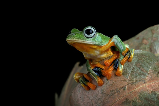 Flying frog closeup face on branch Javan tree frog closeup image