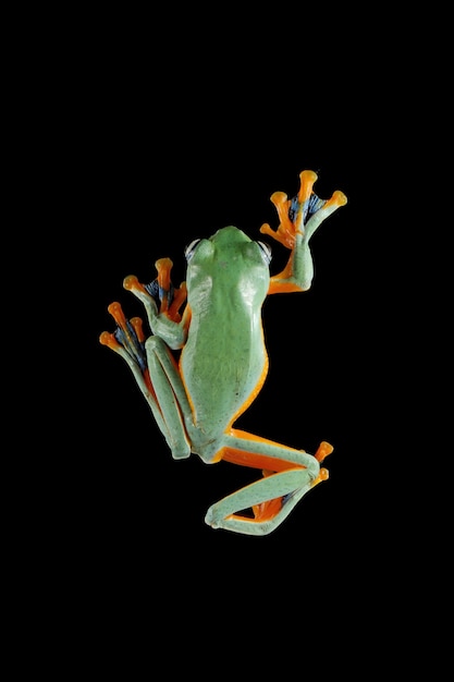 Free Photo flying frog closeup face on branch