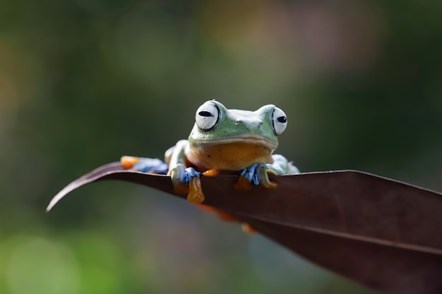 Flying frog closeup face on dry leaves