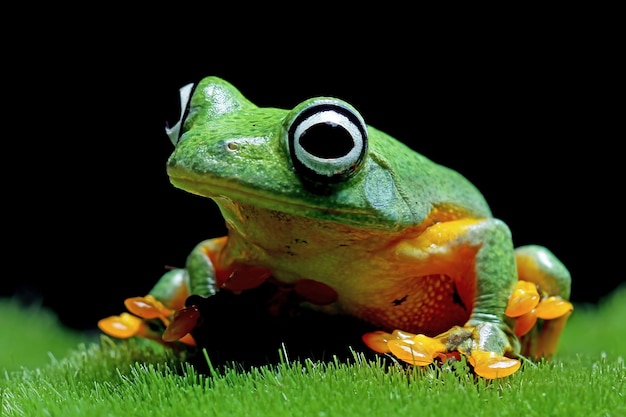 Flying frog closeup face on moss Javan tree frog closeup image