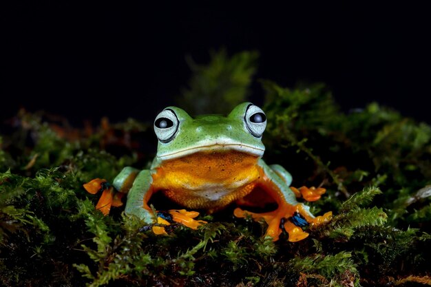 Flying frog closeup face on moss with black background