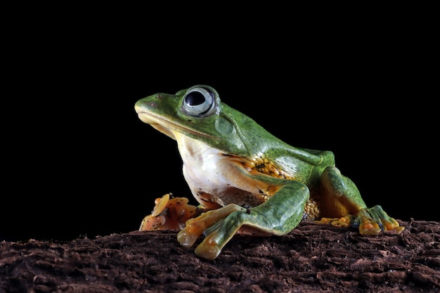 Free Photo flying frog closeup face on wood