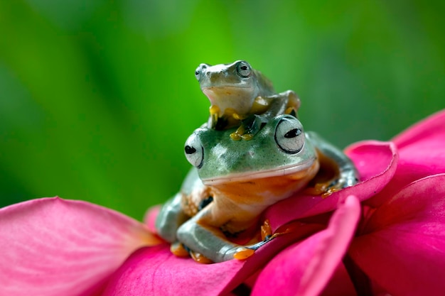 Free photo flying frog closeup on red flower