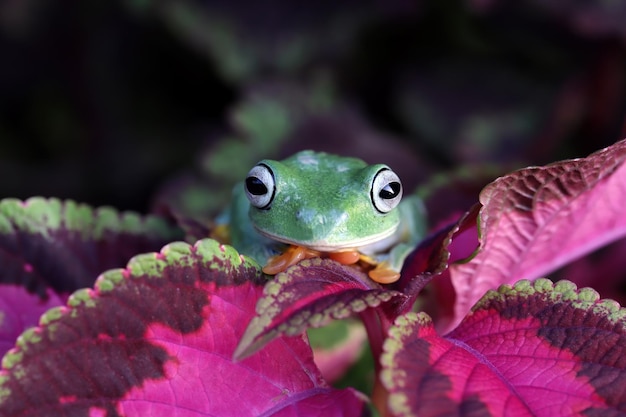 Free photo flying frog sitting on branch beautiful tree frog on branch