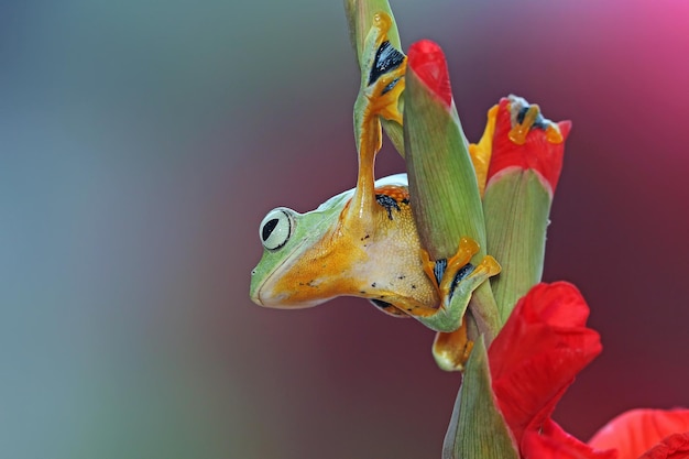 Free photo flying frog sitting on green leaves beautiful tree frog on green leaves rachophorus reinwardtii javan tree frog on branch