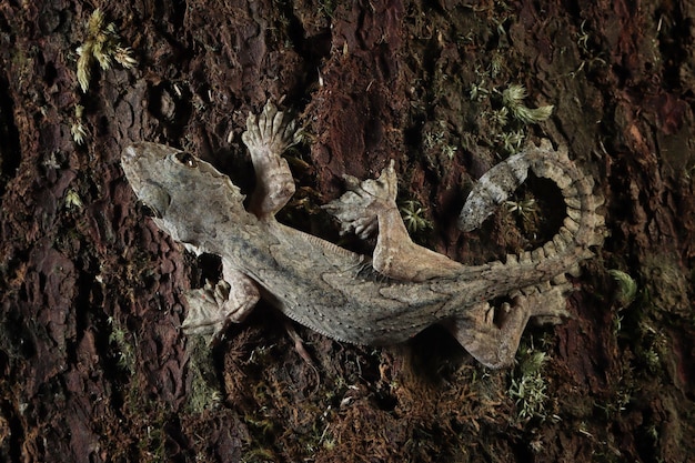 Flying gecko camouflage on wood flying gecko closeup on tree