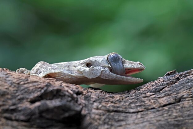 Flying gecko camouflage on wood flying gecko closeup on tree