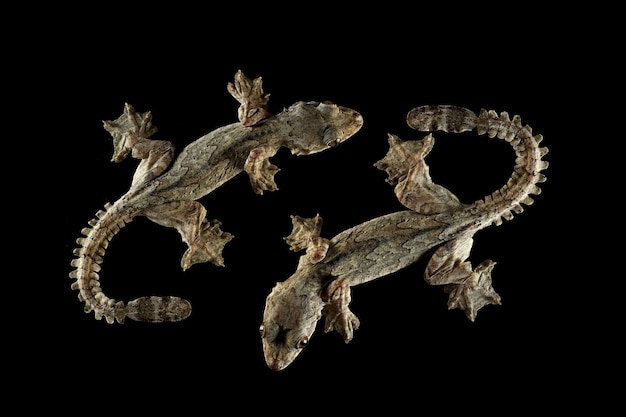 Free Photo flying gecko isolated on black background flying gecko closeup on black background