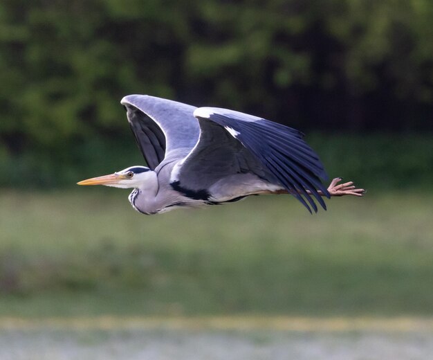 Flying gray heron flying