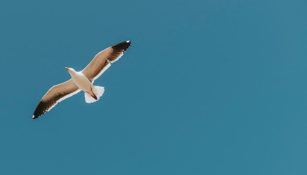 Free Photo flying seagull in a blue sky