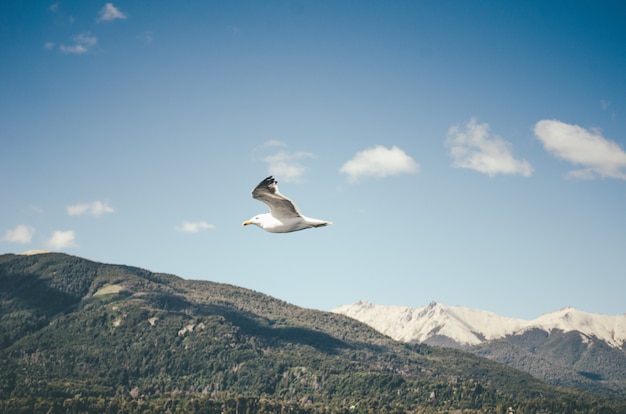 Free Photo a flying seagull and the hills