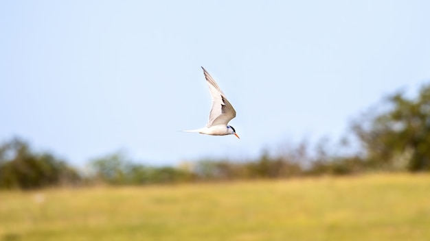 Free photo a flying tern with white feathers and orange beak