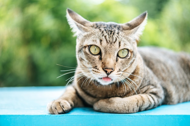 Free photo focus on the eyes of the tabby on the blue cement floor